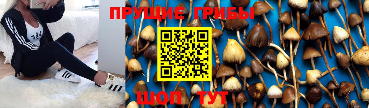 Новочеркасск  Галлюциногенные грибы Psilocybe  сколько стоит  Вход с VPN 